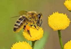 Bilim insanları uyardı: Savaş ve mikroplastikler arıları tehdit ediyor