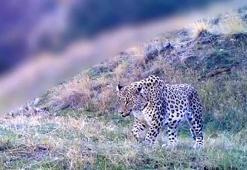 Bakan Yumaklı'dan 'Anadolu parsı' paylaşımı