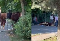 Ataşehir’de kaçan kurbanlığı çevredekiler güçlükle yakaladı