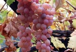 Kaş Margaz üzümü, 'Coğrafi İşaret' tescili aldı