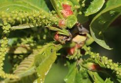 Kestaneyi kurtarma mücadelesi; üretilen böcekler tek tek dallara bırakıldı