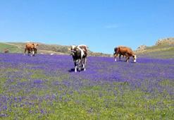 2 bin rakımlı yayla, dağ sümbülleriyle renklendi
