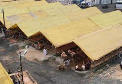 Kurbanlıklar İstanbul'a geldi; ilk satışlar yapıldı