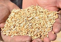 TÜİK: Bitkisel üretimde azalış tahmin edildi