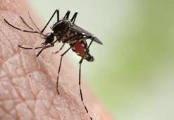 'Yağmur suyu birikintileri sivrisinekler için adeta beş yıldızlı otel, yok edilmeli'