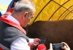 Ankara'da kurbanlık satışlarında sıkı denetim