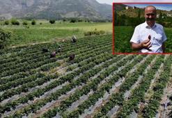 Batman'da Sason çileği ile tersine göç