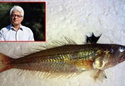 Dikenleri zehirli balığa karşı uyarı; kollarda çürüme, dokularda ölüm meydana getiriyor