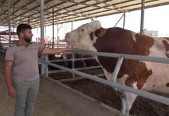 Kurban pazarındaki 1 ton 400 kiloluk boğa, alıcısını bekliyor