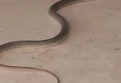 İnegöl'deki 4 mahallede 'yılan' tedirginliği