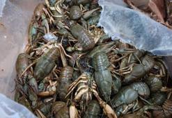 Otobüs terminalinde 300 kilo kerevit ile 40 kilo mavi yengeç ele geçirildi