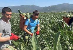 Pamukova’da enginar hasadı başladı