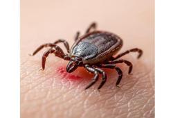 'Kene ısırığı ölümcül sonuçlara yol açabilir'