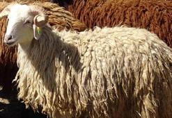 Araştırma merkezinde yetiştirilen koyunlar, kurbanlık olarak satışa çıkarıldı