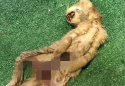 Zonguldak’ta iç organları çıkarılmış 2 kedi için polis inceleme başlattı