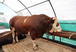 Bağcılar’da kurban pazarının gözdesi ‘Şampiyon’ oldu