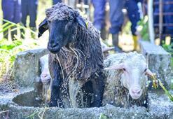 Veteriner fakültesinde 8 asırlık 'koyun yıkama’ geleneği gerçekleştirildi