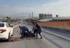 Çiftlikten kaçan deve kuşu ortalığı birbirine kattı