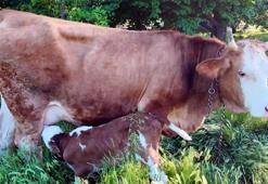 İki yıl önce ölümden kurtarılan inek doğum yaptı