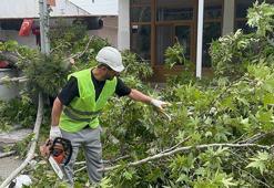 Turgutlu'da şiddetli rüzgar; ağaçlar devrildi