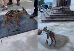 Bitkin yavru karaca, Emniyet Müdürlüğü'ne sığındı