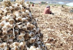 Gaziantep'te 10 bin tarım işçisiyle sarımsak hasadı başladı