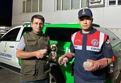 Kilis’te, 4 yavru kartal koruma altına alındı
