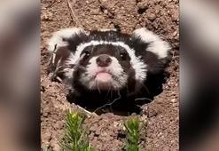 Sivas'ta nesli tehlike altındaki 'alaca sansar' görüntülendi