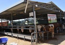 İzmir'de kurban pazarlarında hareketlilik