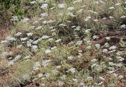 Toroslarda yeni anason türü keşfi; nesli yüksek tehdit altında