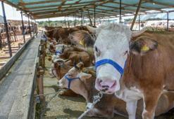 'İnternetten kurbanlık alırken dolandırılmayın'