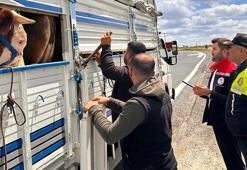 Tekirdağ'a kaçak hayvan getiren besiciye 105 bin lira ceza