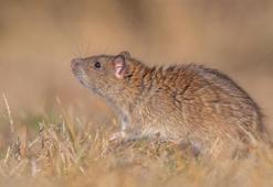 DHA’nın Diyarbakır’da görüntülediği ‘göçmen sıçan’lar için bilim insanları kente geldi