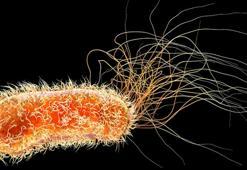 Hastane malzemelerini yiyen yeni bir bakteri türü keşfedildi