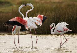 Alaçatı'da fotoğrafçılar maratonu ve 'Bir Deniz İki Yaka' buluşması