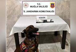 Yolcu otobüsüyle uyuşturucu sevkiyatı 'Etil'e takıldı