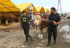 Şampiyon boğa 'Poyraz'ın sahibi: Cumhurbaşkanı'na hediye edeceğim