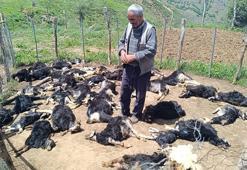 Bingöl'de ağıla giren kurtlar, 49 küçükbaşı öldürdü