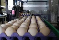 Sofralık yumurta ihracatına muafiyet düzenlemesi