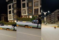 Başına poşet takılan çakalı vatandaş kurtardı; o anlar kamerada