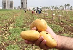 Adana’da zirai don nedeniyle patatesin rekoltesi düştü