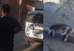 Sokak kedisini pompalı tüfekle vurarak öldüren şüpheliye gözaltı