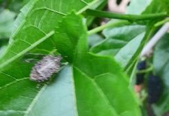 Karacabey'in 2 mahallesinde kahverengi kokarca böceği istilası; ürünlerde kalite kaybı var