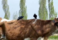 Cüce kargalar, inekten kopardıkları tüylerle yuva yaptı