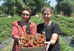 Kız kardeşler, devlet desteğiyle çilek üreterek bölgedeki kadınlara örnek oluyor