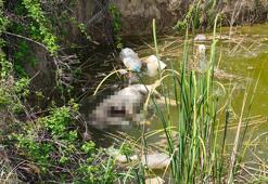 Edirne’de su dolu çukurda başsız 3 köpek ölüsü bulundu