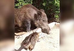 Yaban domuzu ile kedinin birlikte yemek yemesi kamerada