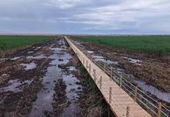 Sultan Sazlığı'nda yürüyüş yolu çalışmaları tamamlandı