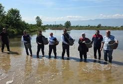 Düzce'de Osmanlı Dönemi'nden bu yana yetiştirilen çeltik ekimi başladı