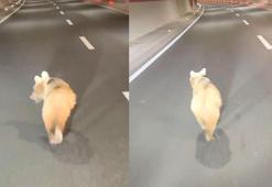 Zigana Tüneli’ne yavru ayı girdi